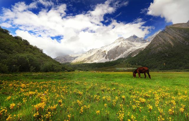 成都去拉薩路上的風景大草原