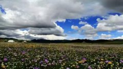 成都旅游租車去諾爾蓋看花