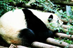 成都旅游如何包車