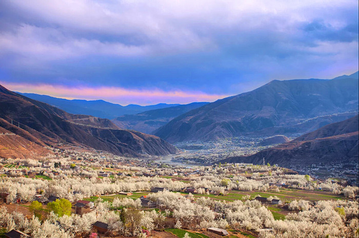 成都包車旅游打卡金川梨花