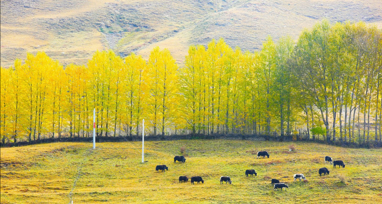 成都租車去稻城多少錢