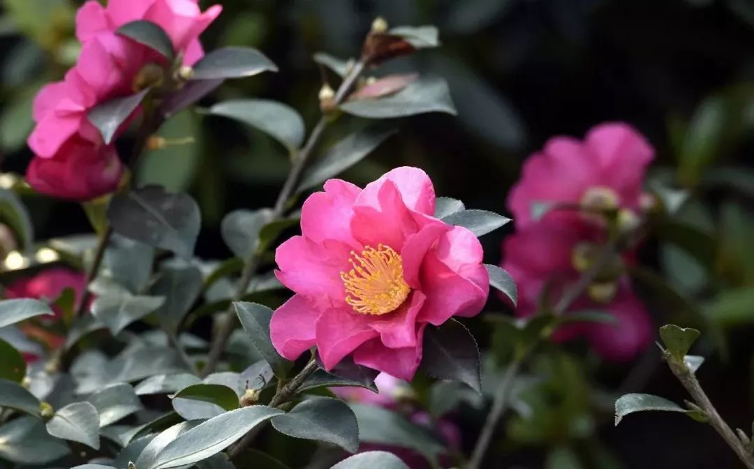 成都植物園山茶花.jpg 成都植物園山茶花.jpg