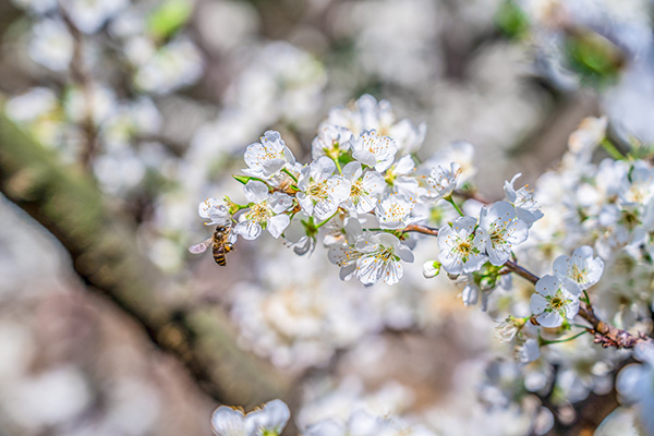 春游租車 春游租車
