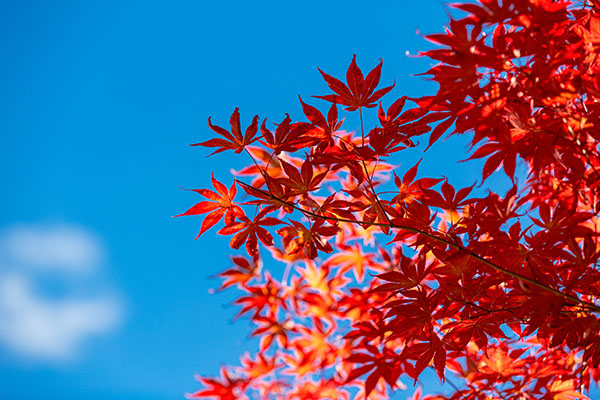 成都租車看紅葉，最全紅葉觀賞大全獻給你